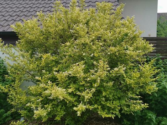 Baumschulen Eugen Wühl