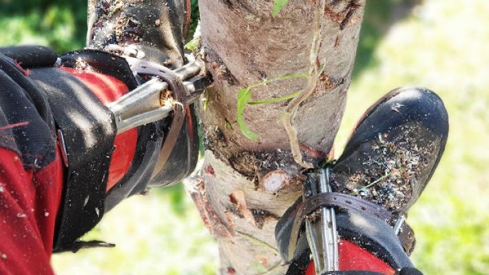 Baumpflege & Gartenservice Dawid Kozuch