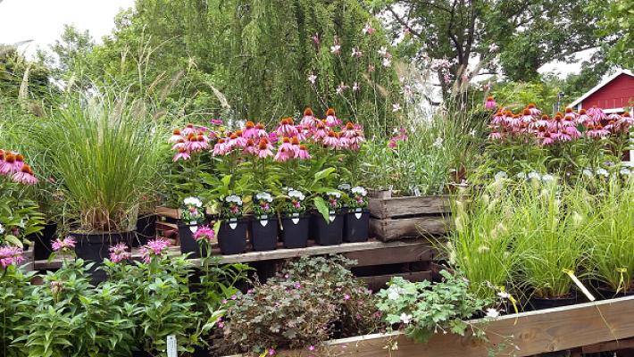 Peterhof - Ralf Großheinrich