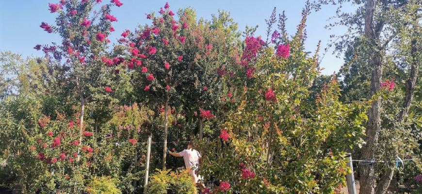 Pflanzenhof Toskanapark