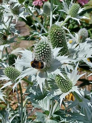 Mediterraner Garten