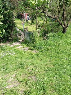 Grüner Garten