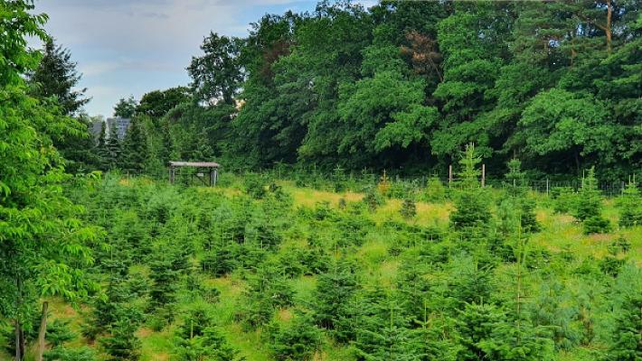 Weihnachtsbaumverkauf Gerhard und Patrick Penner GbR