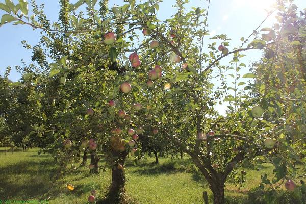 Obst- und Gartenbauverein Sondernheim