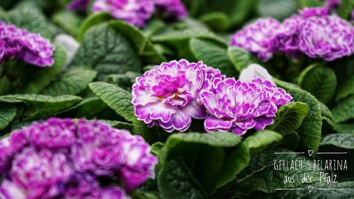 Gartenbau Gerlach Großhandel