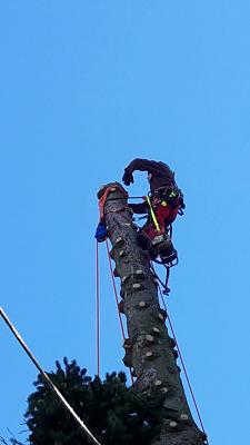 Baumfällung und Baumpflege Tobias Geiling