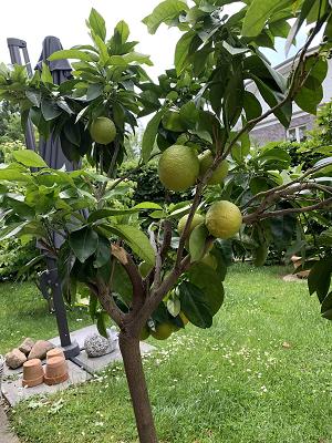 Thomas Hitscher Carl Hitscher & Sohn