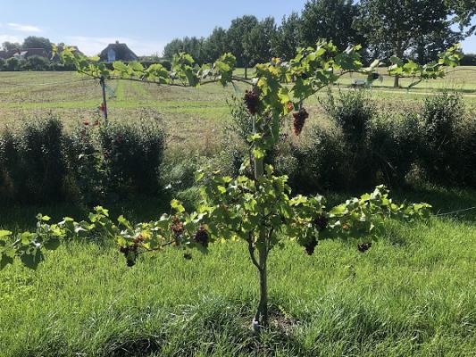 Weinreben & Gartenbau