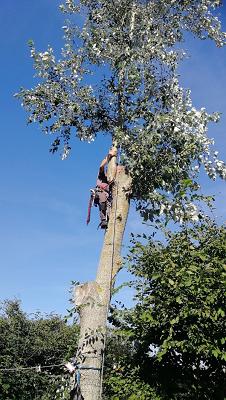KronenKletterer - Baumarbeiten, Baumpflege, Baumfällung auf Fehmarn/Ostholstein