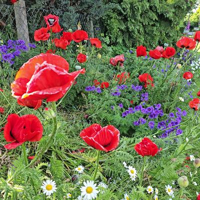Gartenzeit | Entwurf schöner Gärten