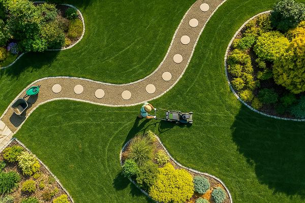 Gartenpflege Orchidee