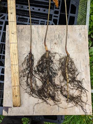 Baumschule Waldgarten