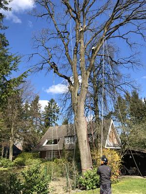 Thies Dölger Gartenbau