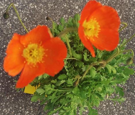 botanica – Gärtnerei Wackernagel