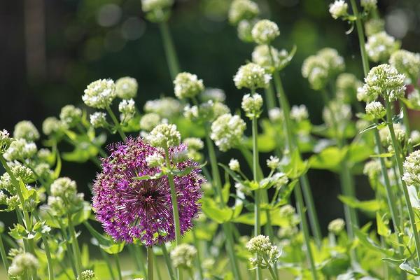 Schwichtenberg, Siegfried Garten- und Landschaftsbau