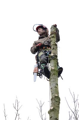 Baumpflege Westensee