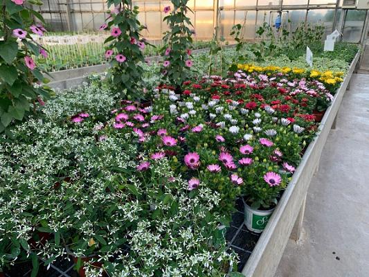 Gärtnerei & Blumen Ehrmann