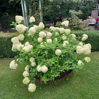 Verein der Gartenfreunde Henstedt-Ulzburg e.V.