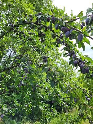 BT-Gartenpflege und Hausmeisterservice