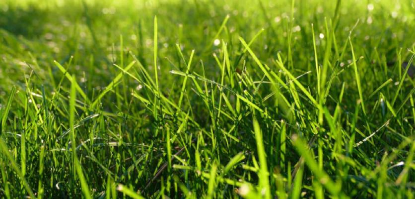 WINKEL Garten- und Landschaftsbau