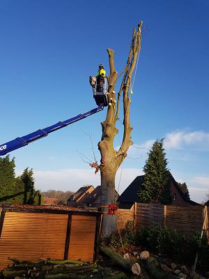 Baumservice Kalfhues