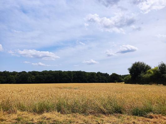 Tim Dickhöfer Garten- und Grabpflegeservice
