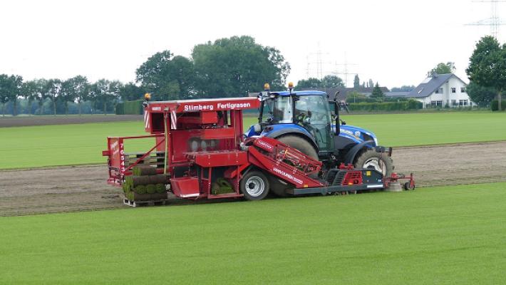 Stimberg Fertigrasen