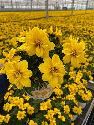 Westflowers - Westhoff Vertriebsges. mbH