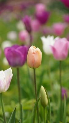 Jasmins' Gartendesign