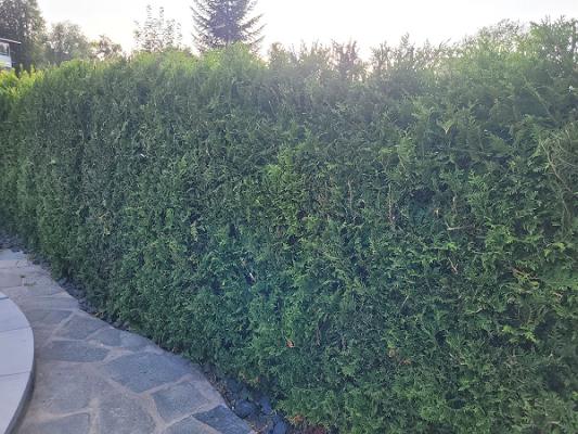 Wahl I Kara I Abele Grünpflege GbR