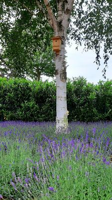 Baumschulen Norbert Reckmann