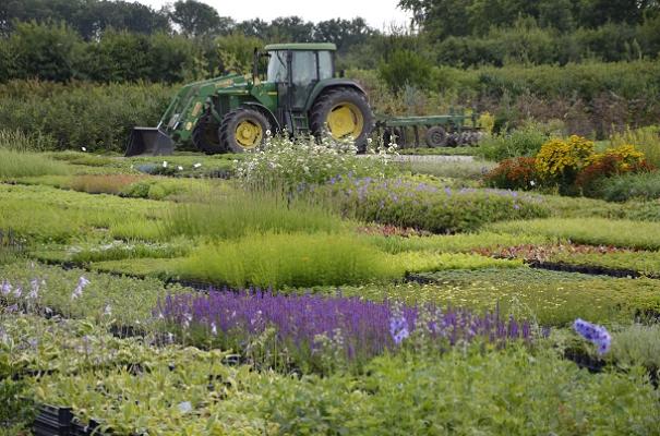 Bertels Pflanzenhandel | Rinkerode