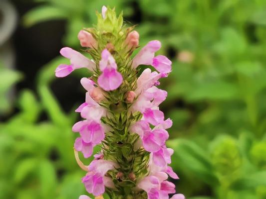 Bioland Gärtnerei Monika Bender Direktverkauf Gewächshaus