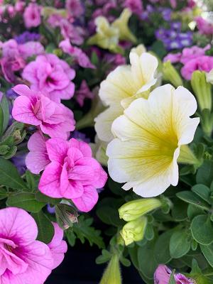 Gartenbau Potthinck