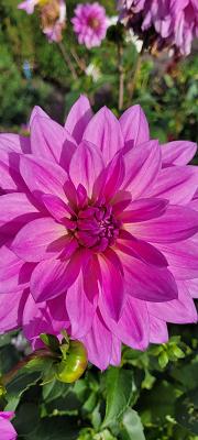 Qualitätsgarten der Bruno Nebelung GmbH