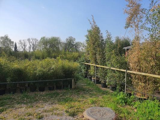 Reinhard Krewerth Gartenbaubetrieb-Bambus Zucht + Vertrieb