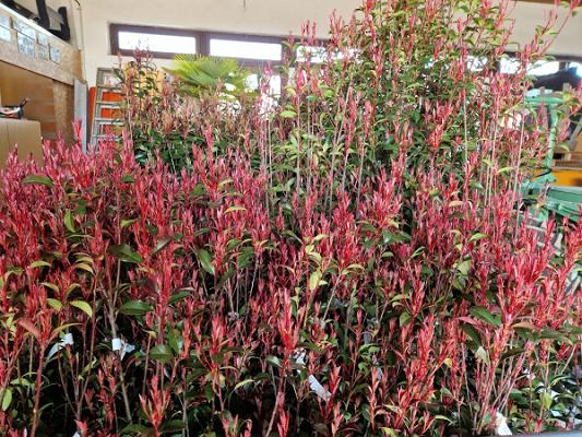 Baumschule Maier Olaf Maier