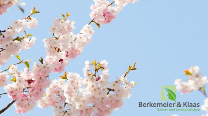 Berkemeier & Klaas Garten- und Landschaftsbau UG