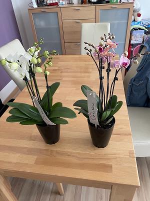 Rieke Blumen GmbH