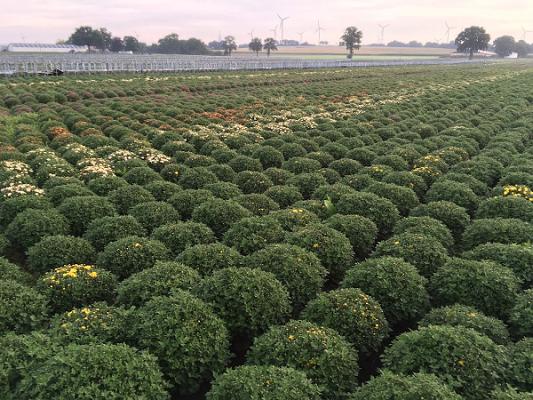 Messing Gartenbau GmbH