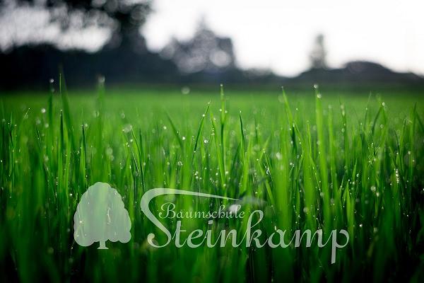 Baumschule Steinkamp - Gartenbau & Gartenpflege Kreis Coesfeld