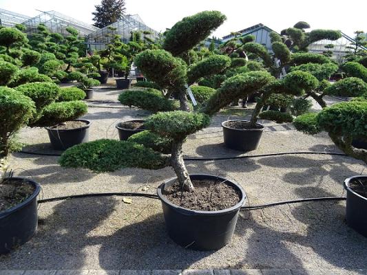 Gartenbonsai - Niwaki, Gartengestaltung Robert