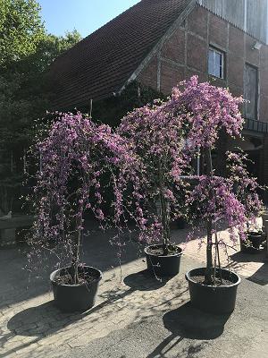 Garten Schwieters