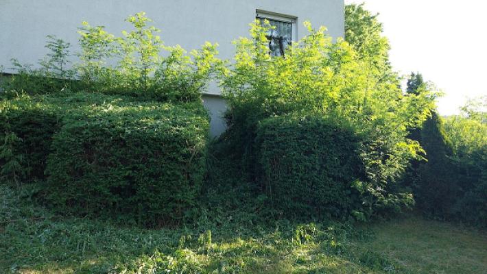 SD Baum & Raum Stefan Dolecek