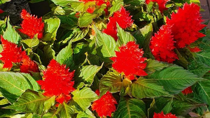 Bäumers Gartenpflege & Landschaftsgestaltung