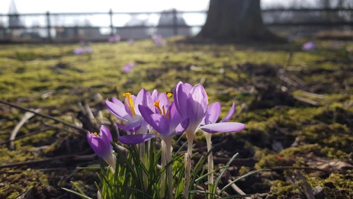 Alexander Altenau Garten- und Landschaftsbau