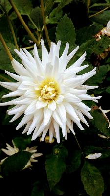 Wolff Garten und Landschaftsbau - Lüdinghausen