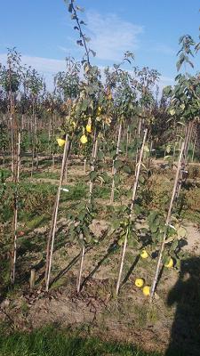 Baumschule Schomberg