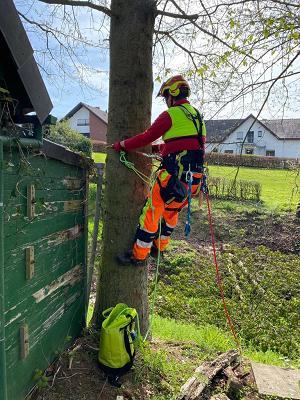 Baumdienst Daniel Laker