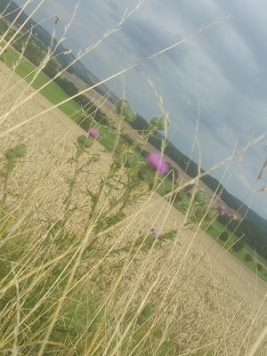 Polleichtner Gartenbau